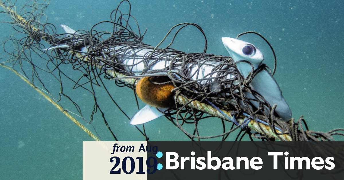 shark nets catching nontarg